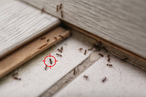 Best Termite Control Services  in Margate City, NJ