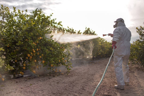 Wasp Removal Services in Margate City, NJ