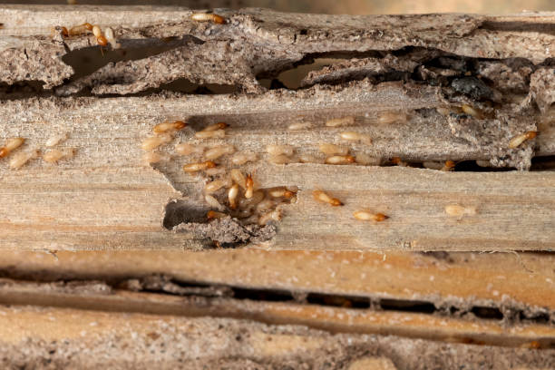 Best Best Pest Control Companies  in Margate City, NJ