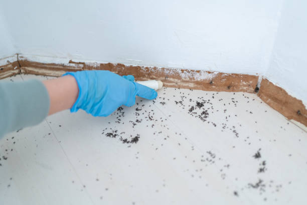 Best Wasp Removal Services  in Margate City, NJ